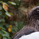 Kodiak prior to the escape.